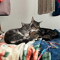 Photo of Garfield and Ramen - bonded pair (Courtesy Post)