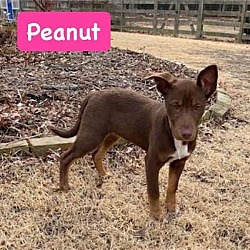 Thumbnail photo of Peanut #3