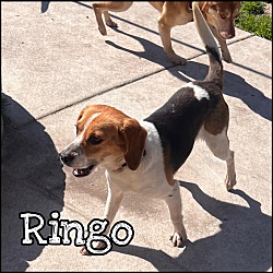 Thumbnail photo of Ringo #1