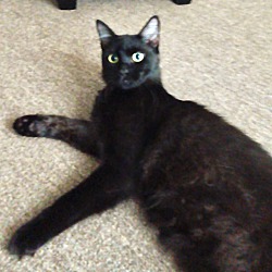 Thumbnail photo of Milo (Angora cat) Clermont #3