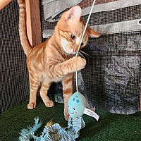 adopt a pet
