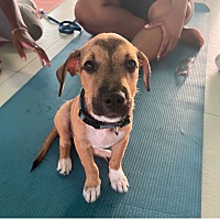 adopt a pet