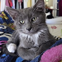 adopt a pet