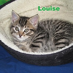 Thumbnail photo of Louise - Adopted Nov 2015 #1