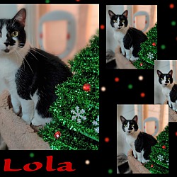 Thumbnail photo of Lola #3