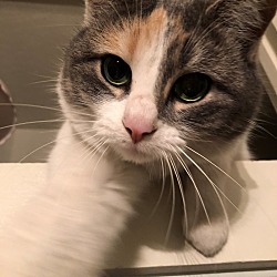 Photo of Kit Kat