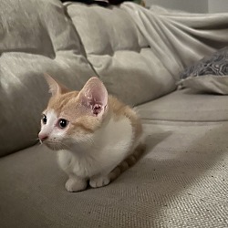 Photo of Misa