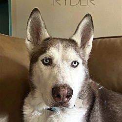 Thumbnail photo of Ryder #4
