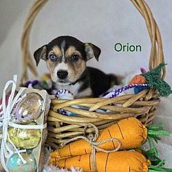 Photo of Orion (Constellations Pups)