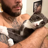 adopt a pet