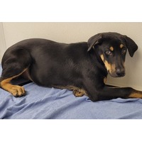 adopt-pet