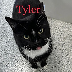 Photo of TYLER Cat