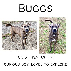 Photo of Buggs