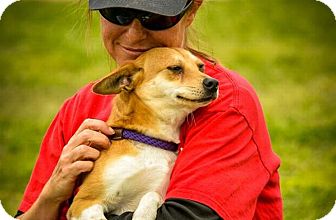 Austin Tx Shiba Inu Meet Asia A Pet For Adoption