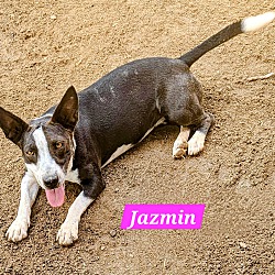 Thumbnail photo of Jazmin #1