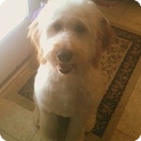 Indianapolis In Goldendoodle Meet Sandy A Pet For Adoption