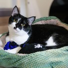 Adopt A Pet :: Kimberly - Versailles, KY