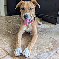adopt a pet