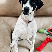 adopt a pet