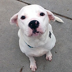 Thumbnail photo of Fergie-Adopted! #1