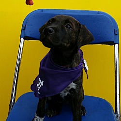 Thumbnail photo of Saffron-Adopted! #1