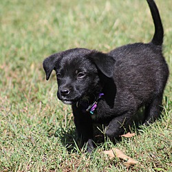 Thumbnail photo of Little Pink-ADOPTED #4