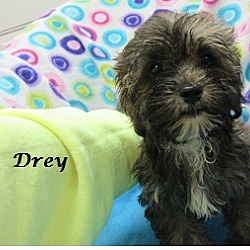 Thumbnail photo of Drey #1