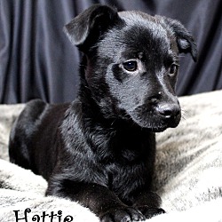 Thumbnail photo of Hattie~adopted! #1