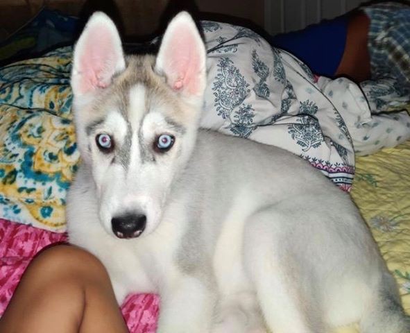 silver siberian husky