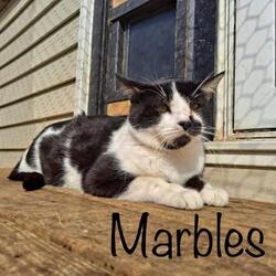Photo of Marbles