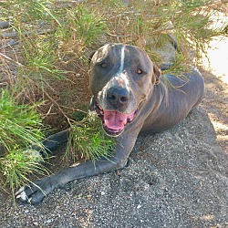 Photo of DOZER