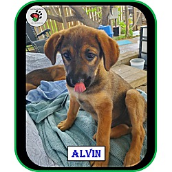 Thumbnail photo of Alvin - Alvin & the Chipmunks #3