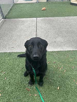 Clermont, FL - Labrador Retriever/German Shepherd Dog. Meet Hazel a Pet ...