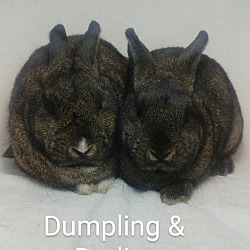 Thumbnail photo of Dumpling & Darling #1