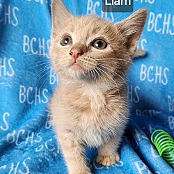 Photo of Liam - available soon