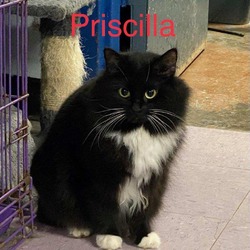 Thumbnail photo of Priscilla #3