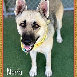 Thumbnail photo of NENA #1