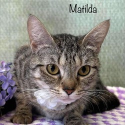 Thumbnail photo of Matilda #1