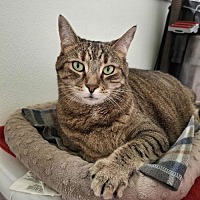 adopt-pet