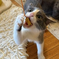 adopt-pet