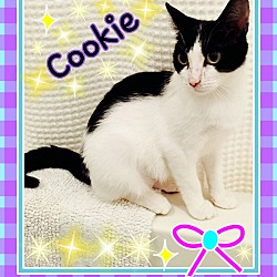 Thumbnail photo of Cookie #3