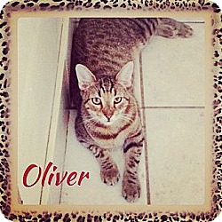 Thumbnail photo of Oliver #4