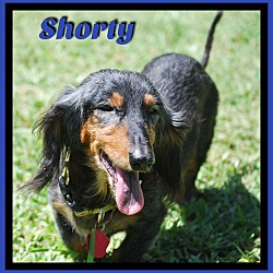 Thumbnail photo of Shorty #1