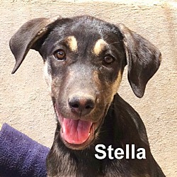 Thumbnail photo of Stella #4