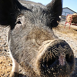 Thumbnail photo of Penny Piggles #3