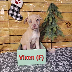 Photo of Vixen