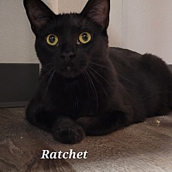 Thumbnail photo of Ratchet #3
