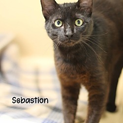 Photo of Sebastion