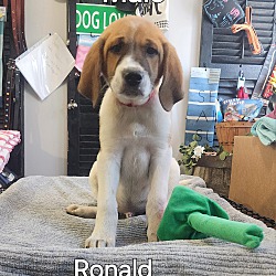 Photo of Ronald
