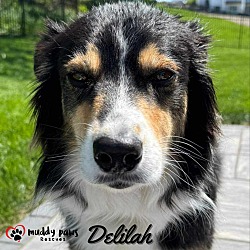 Thumbnail photo of Delilah (Courtesy Post) #4